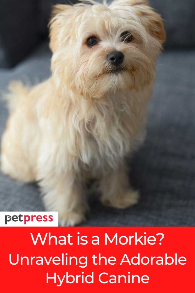 what is a morkie