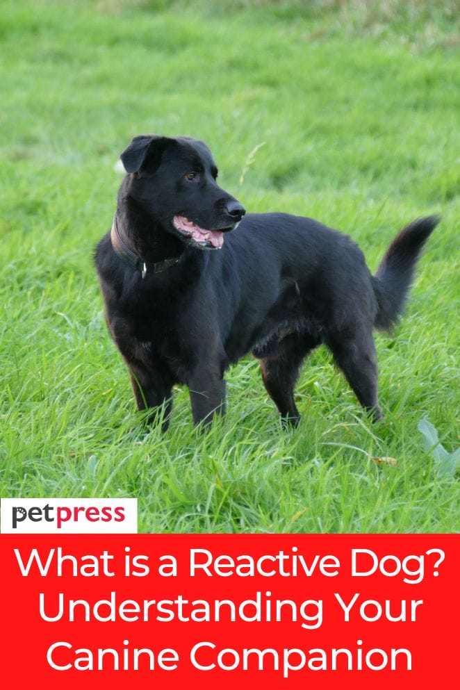 What is a Reactive Dog? Understanding Your Canine Companion