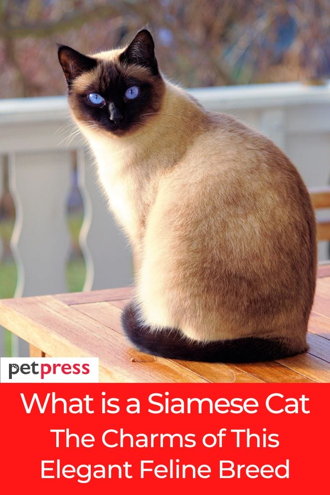what is a siamese cat