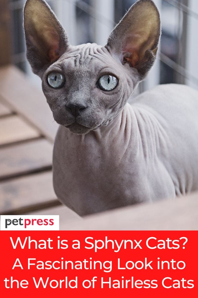 what is a sphynx