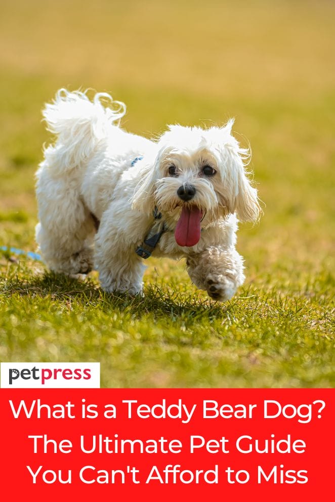 what is a teddy bear dog