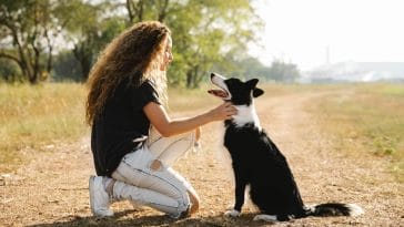 what is microchipping for dogs