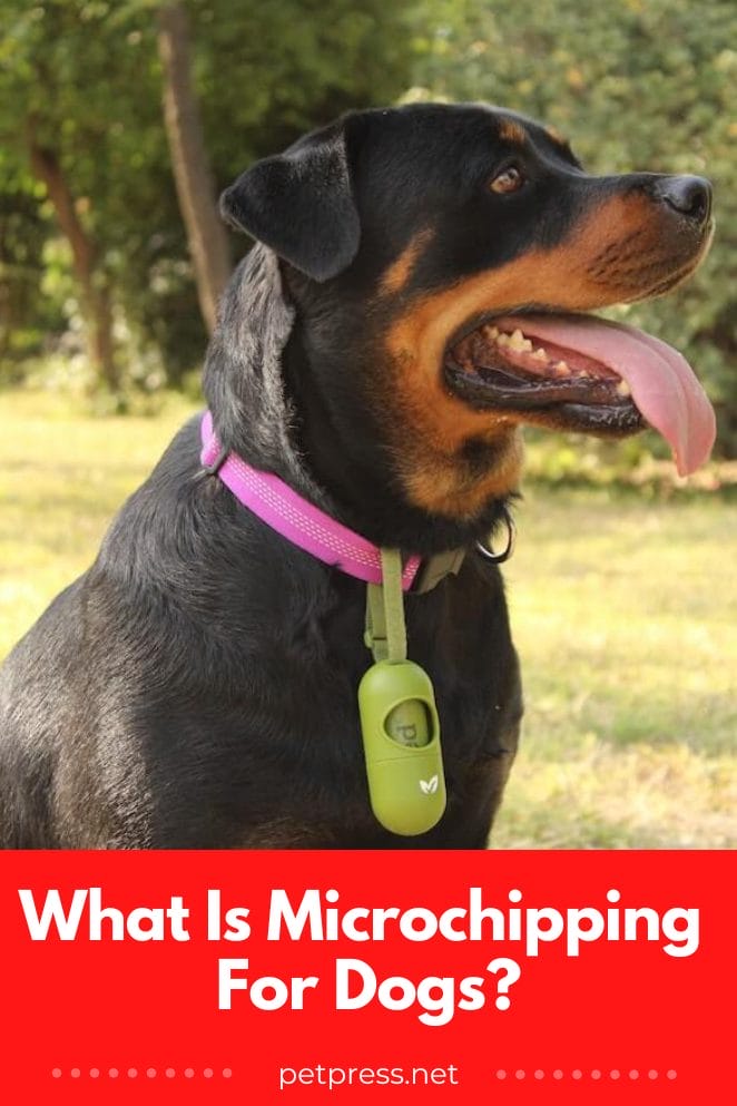 What Is Microchipping for Dogs Everything You Need To Know
