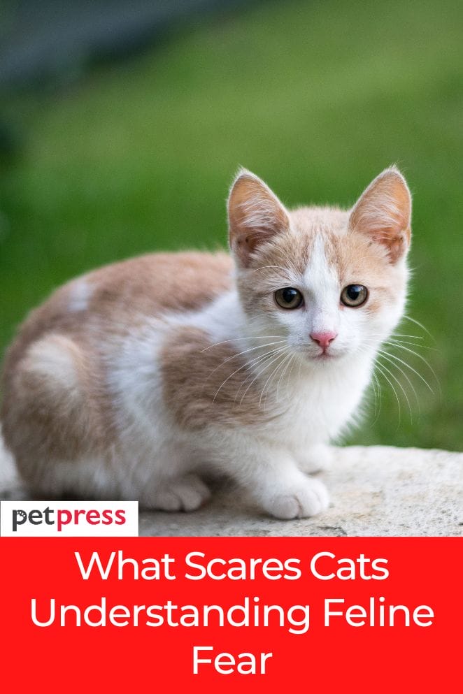 what scares cats