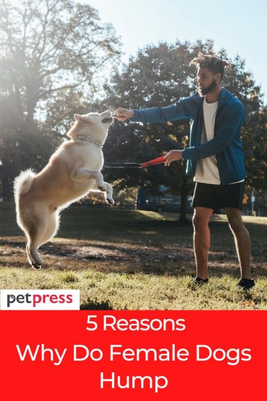 A comprehensive guide 5 reasons why do female dogs hump
