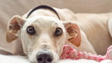 why dogs put their ears back