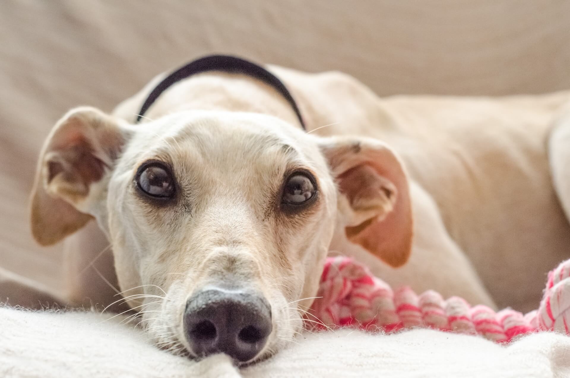 Unraveling the Mystery of Why Dogs Put Their Ears Back