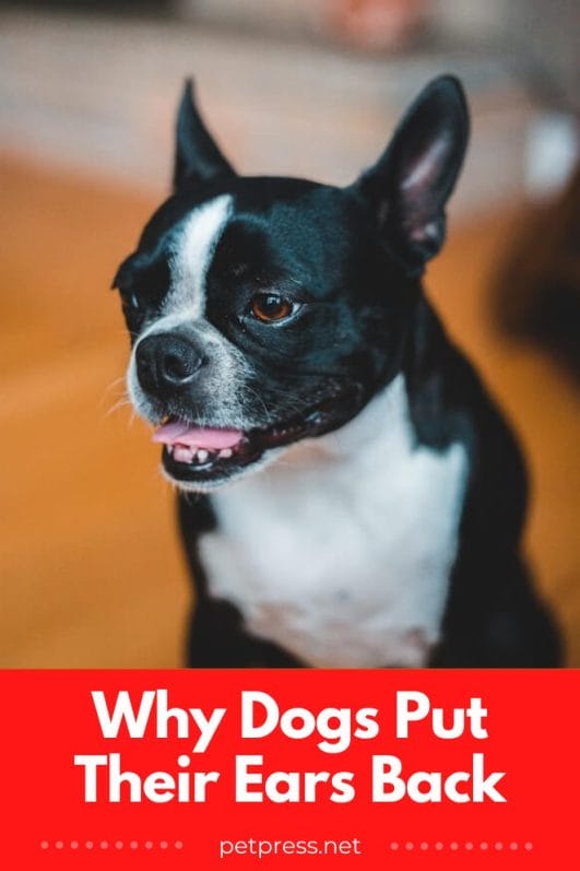 Unraveling the Mystery of Why Dogs Put Their Ears Back