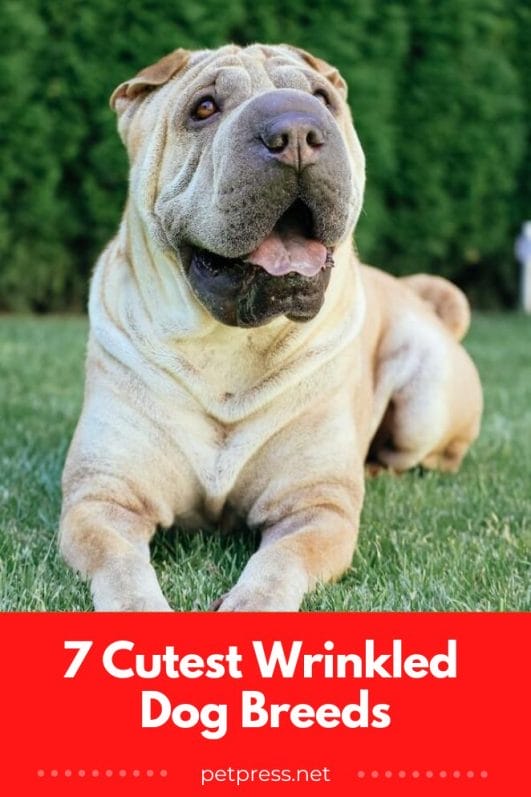 7 Cutest Wrinkled Dog Breeds You Need To Know About