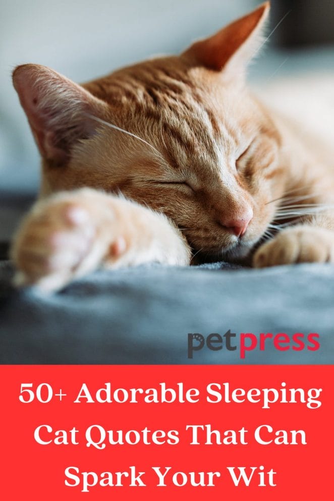 50+ Adorable Sleeping Cat Quotes That Can Spark Your Wit