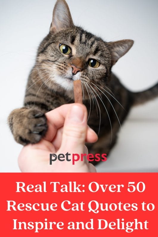 Real Talk: Over 50 Rescue Cat Quotes to Inspire and Delight