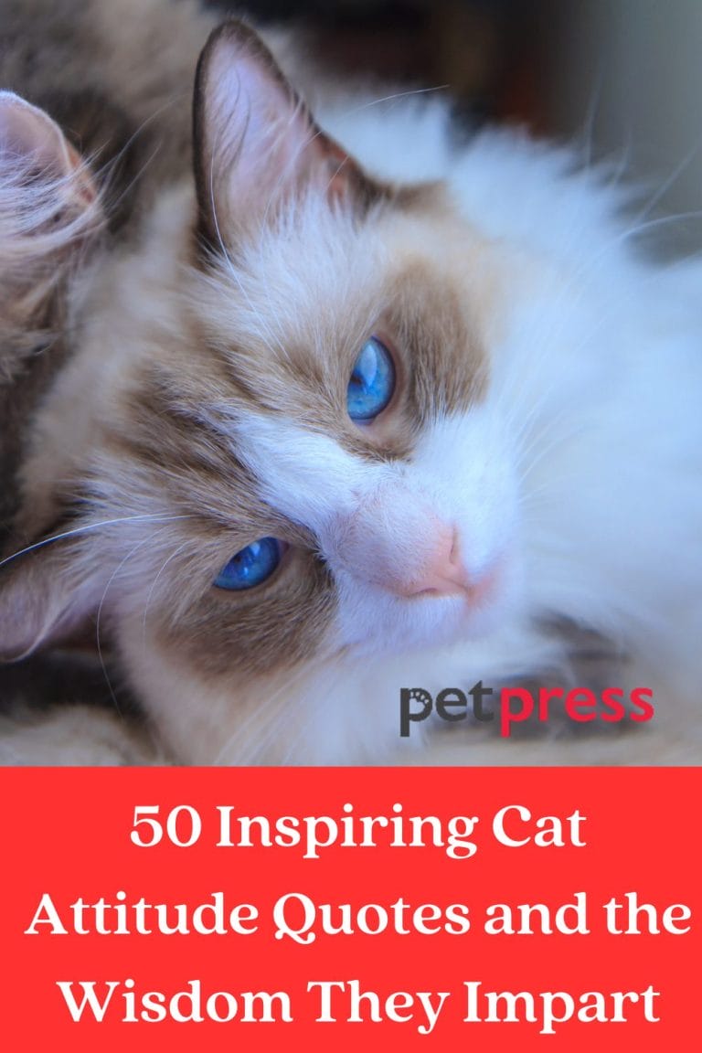 50 Inspiring Cat Attitude Quotes and the Wisdom They Impart