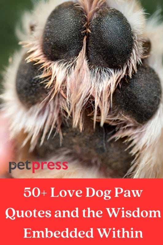 50+ Love Dog Paw Quotes and the Wisdom Embedded Within