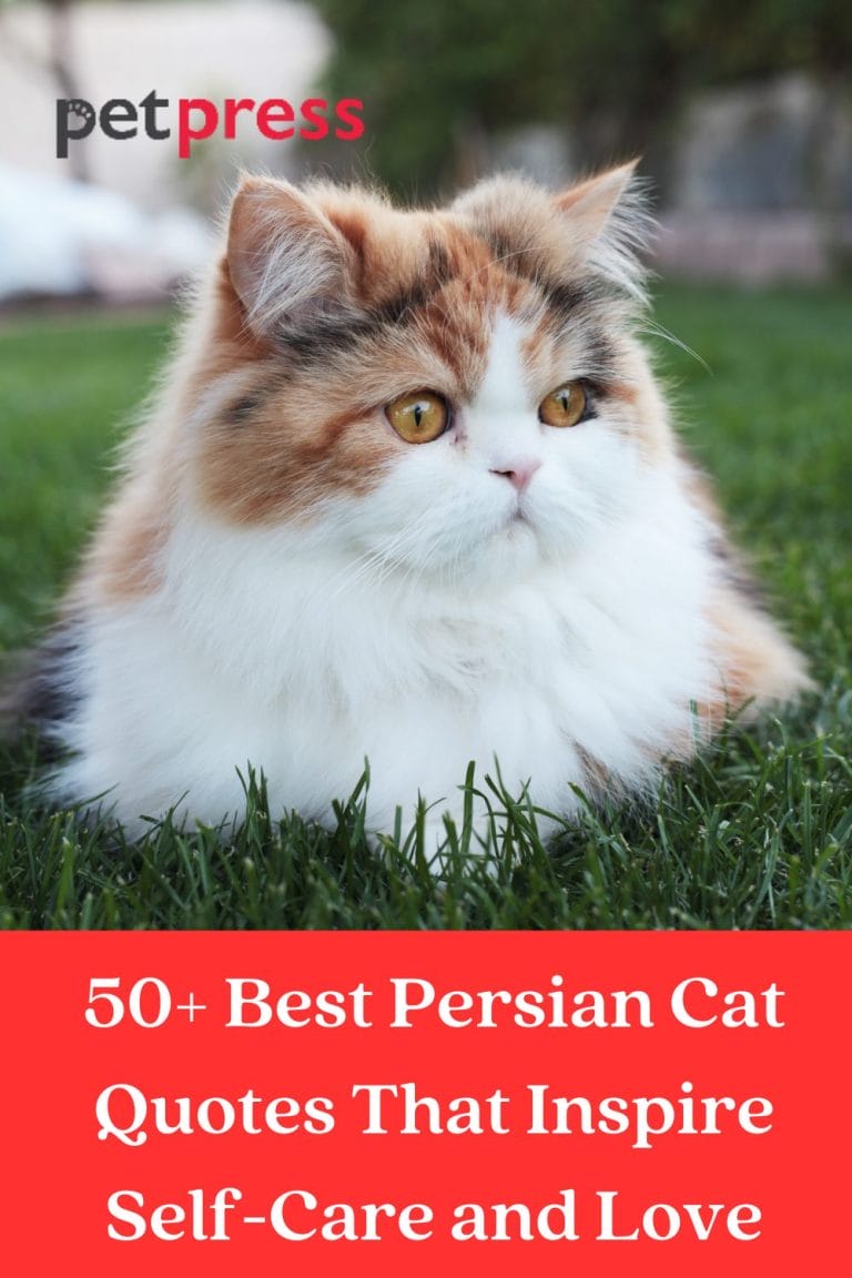 50+ Best Persian Cat Quotes That Inspire SelfCare and Love