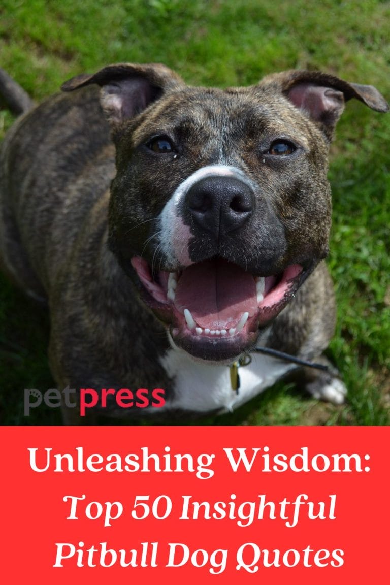 Unleashing Wisdom Top 50 Insightful Pitbull Dog Quotes