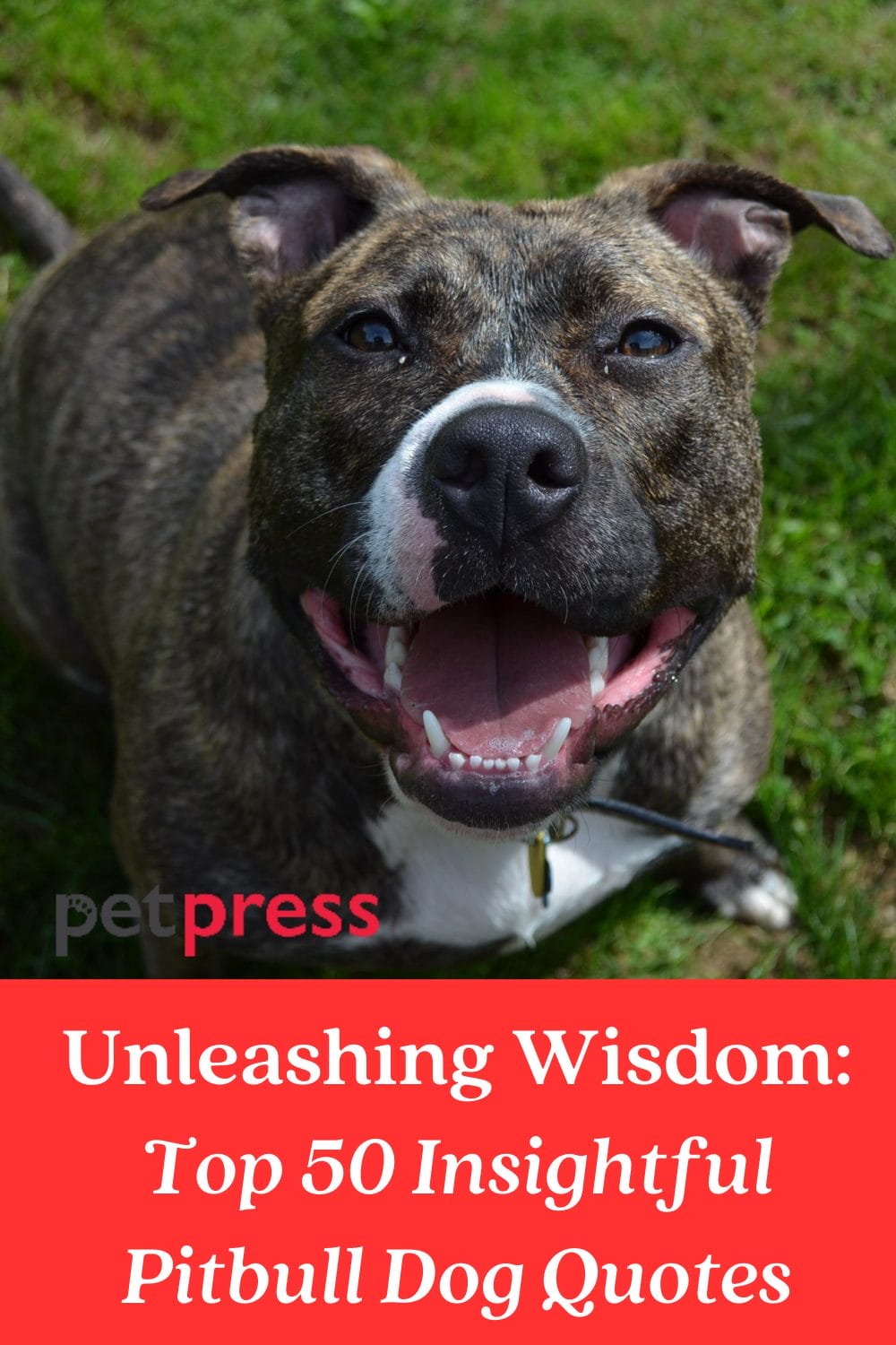 Unleashing Wisdom Top 50 Insightful Pitbull Dog Quotes