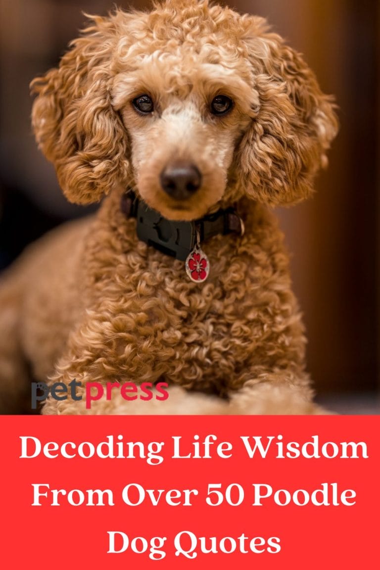 Decoding Life Wisdom From Over 50 Poodle Dog Quotes