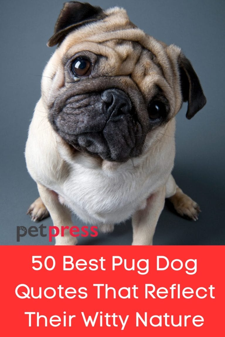 50 Best Pug Dog Quotes That Reflect Their Witty Nature PetPress