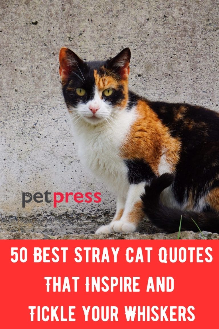 50 Best Stray Cat Quotes That Inspire and Tickle Your Whiskers
