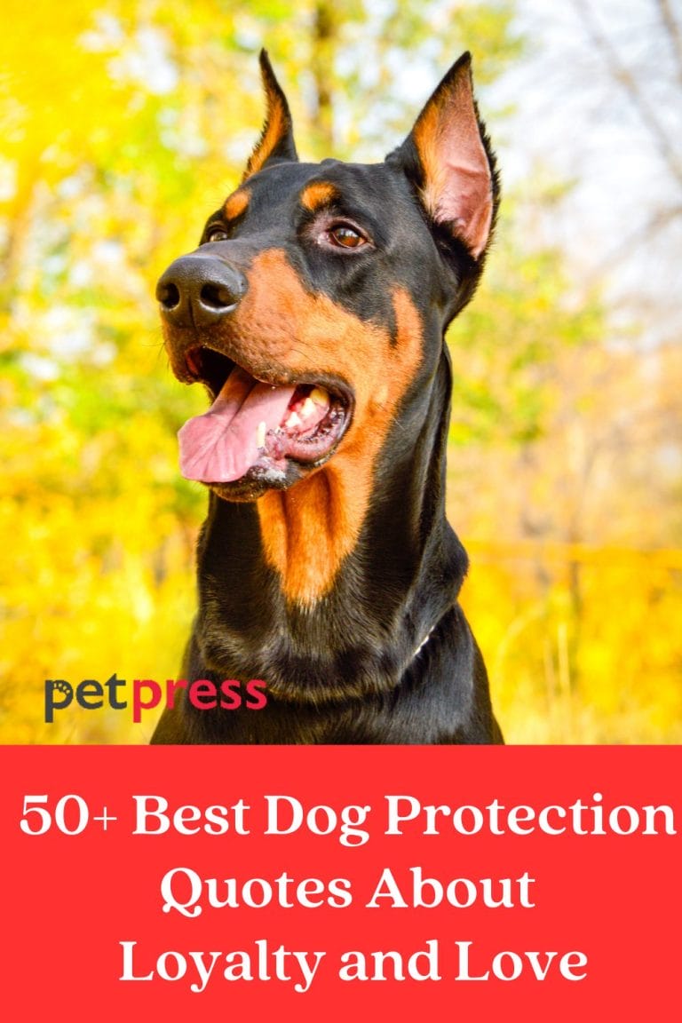 50+ Best Dog Protection Quotes About Loyalty and Love PetPress