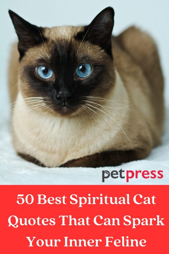 50 Best Spiritual Cat Quotes That Can Spark Your Inner Feline 50-best-spiritual-cat-quotes-that-can-spark-your-inner-feline