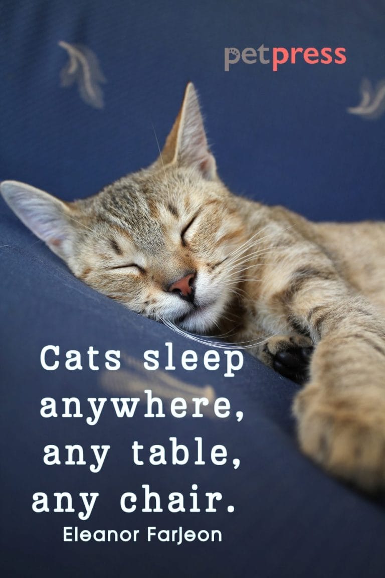 50+ Adorable Sleeping Cat Quotes That Can Spark Your Wit