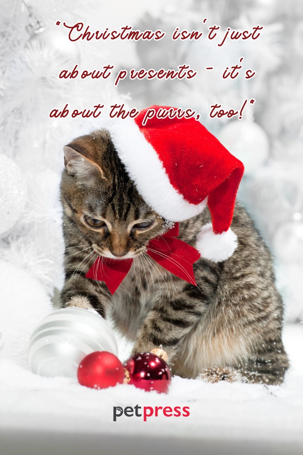 Top 50 Cat Christmas Quotes to Sparkle Your Holiday Spirits
