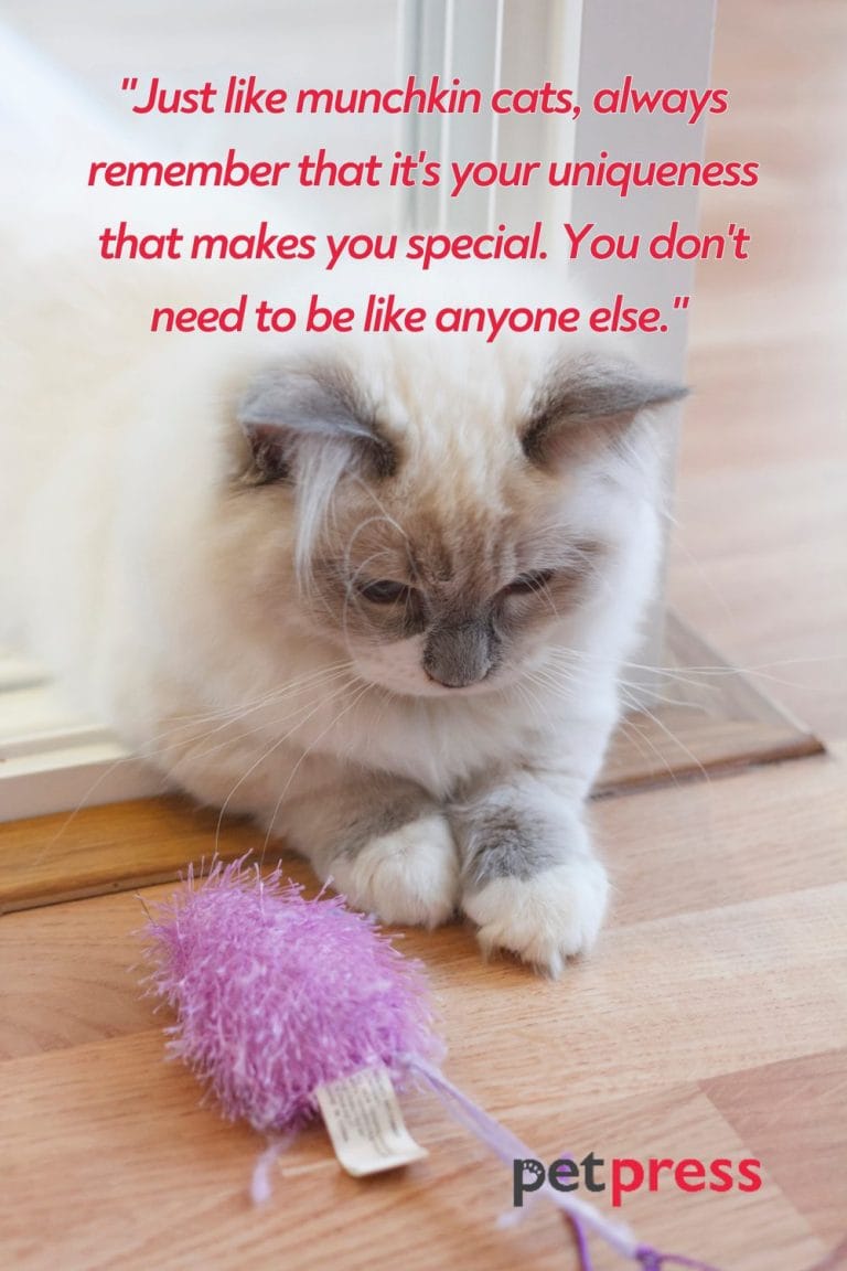 50+ Best Munchkin Cat Quotes That Will Truly Inspire You