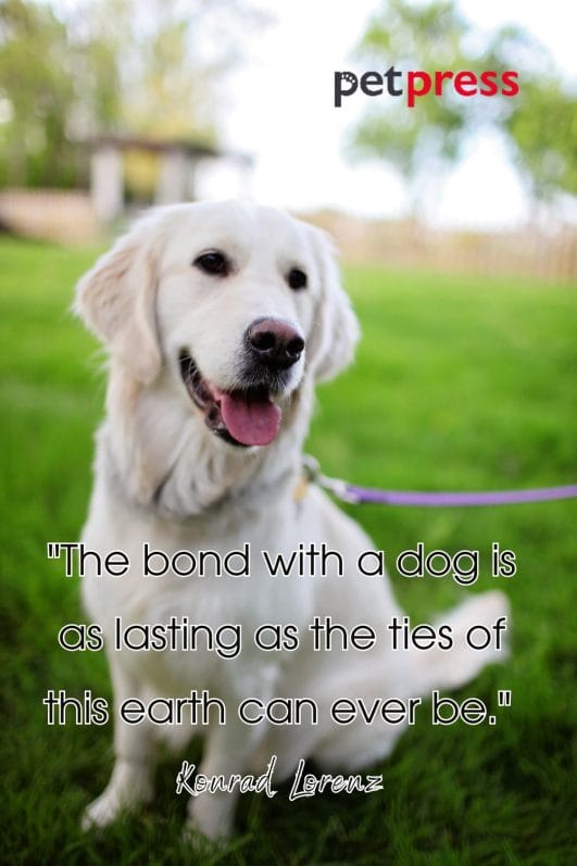 50+ Quotes About a Dog’s Love That Are Full of Wisdom - PetPress