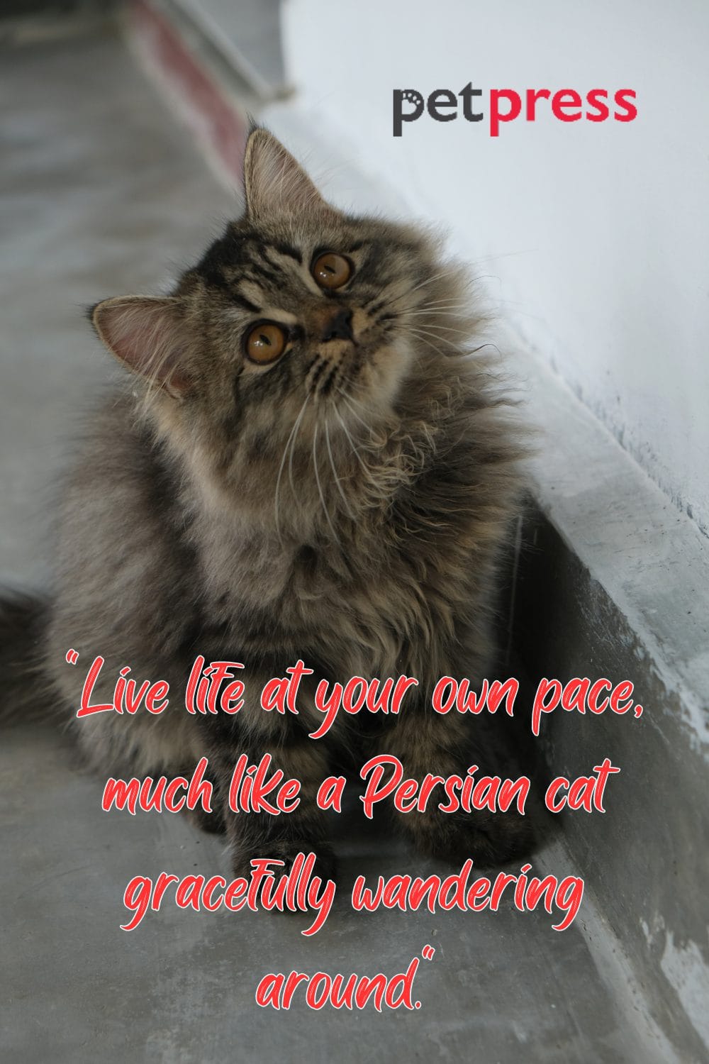 50+ Best Persian Cat Quotes That Inspire SelfCare and Love