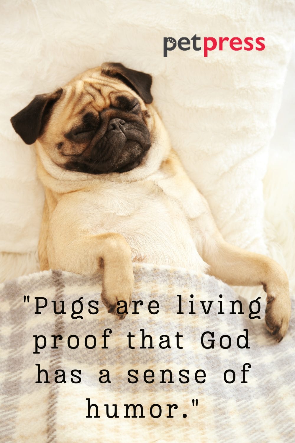 50 Best Pug Dog Quotes That Reflect Their Witty Nature PetPress