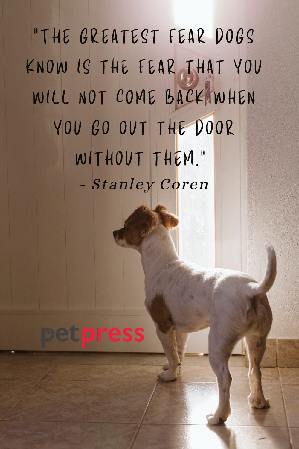 50+ Best Dog Protection Quotes About Loyalty and Love PetPress