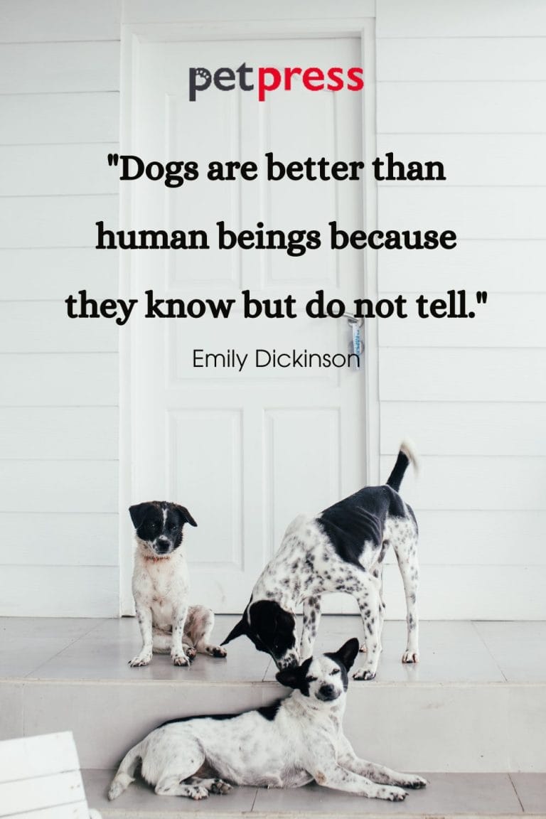 50+ Best Dog Protection Quotes About Loyalty and Love PetPress