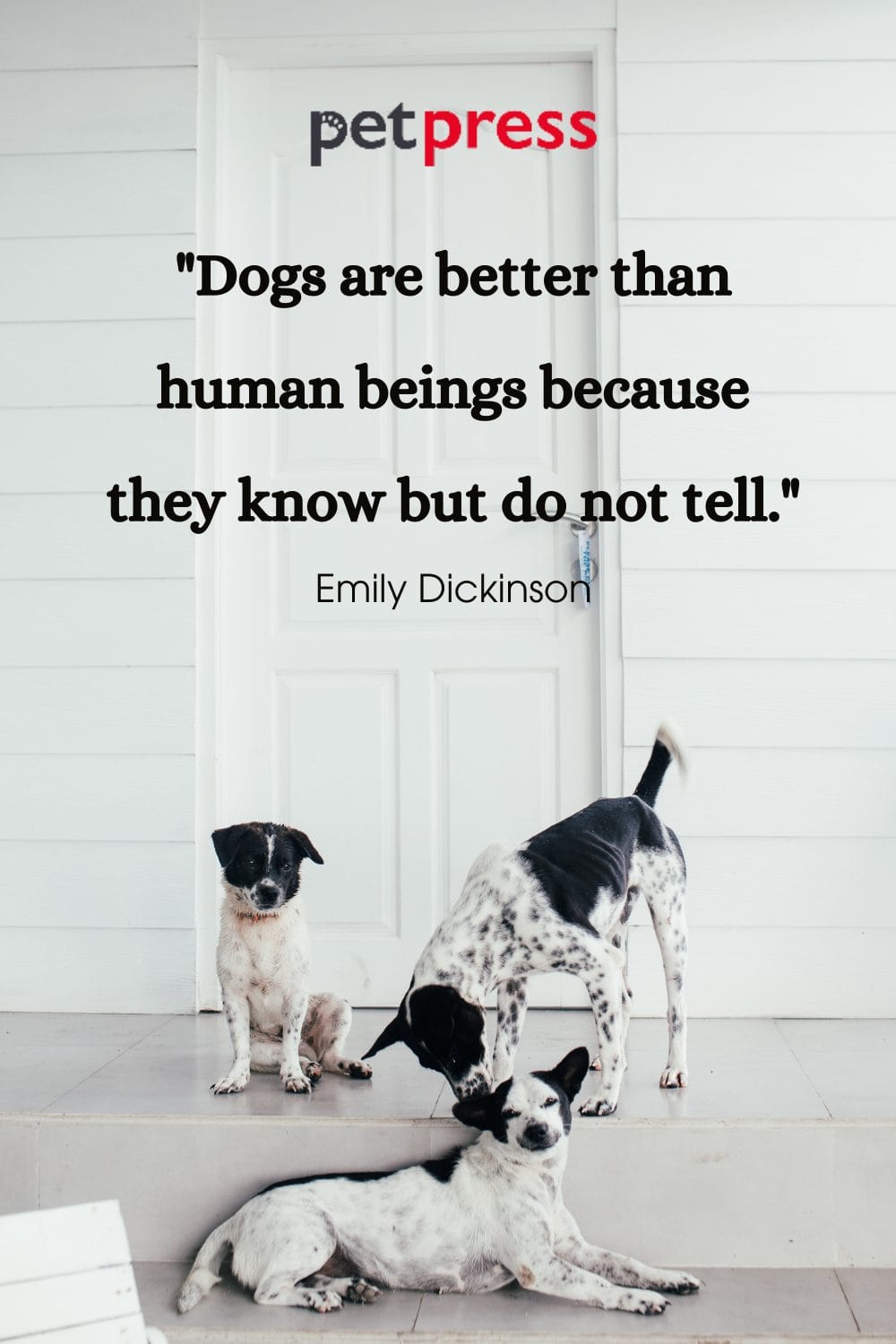 50+ Best Dog Protection Quotes About Loyalty and Love PetPress