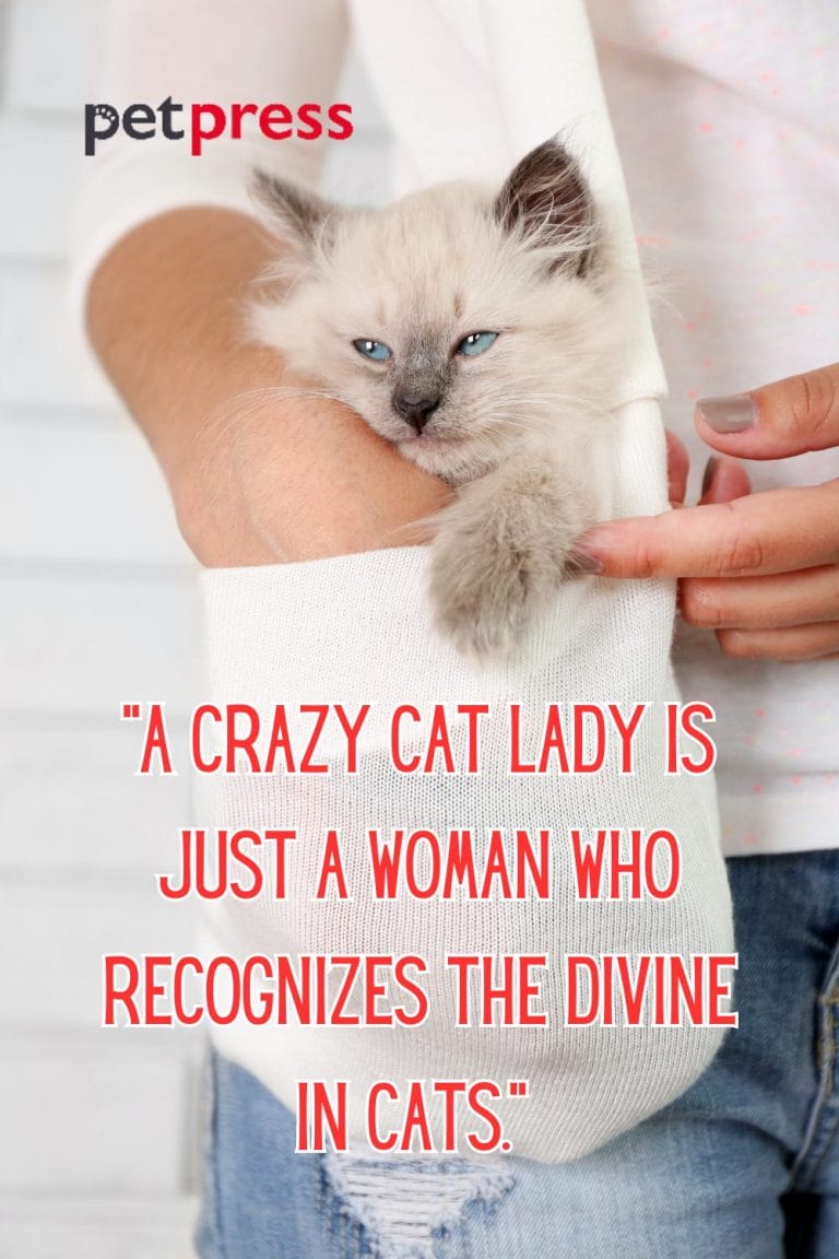 Unleashing Purrfection 50+ Crazy Cat Lady Quotes to Inspire Your Day