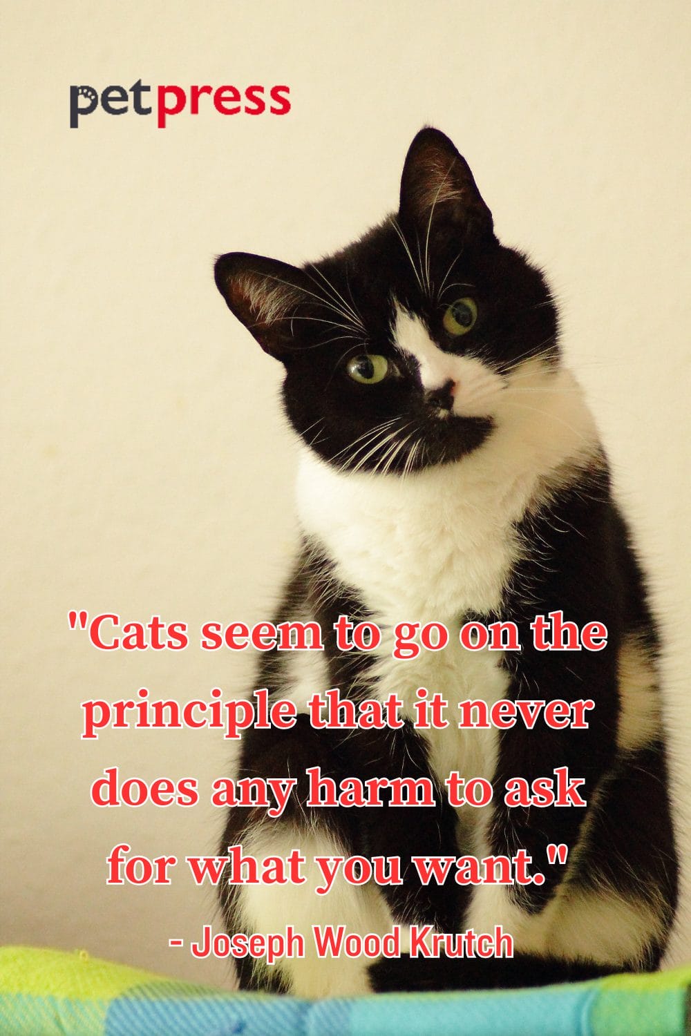 50+ Best Cat Wisdom Quotes That Inspire Your Inner Feline