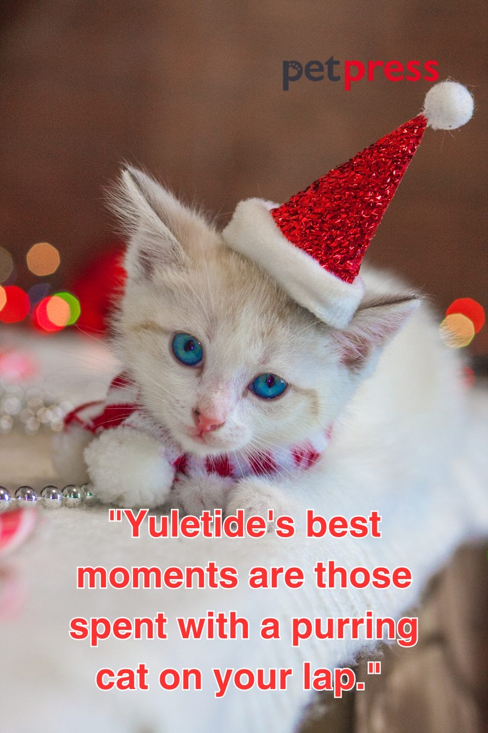 Top 50 Cat Christmas Quotes to Sparkle Your Holiday Spirits