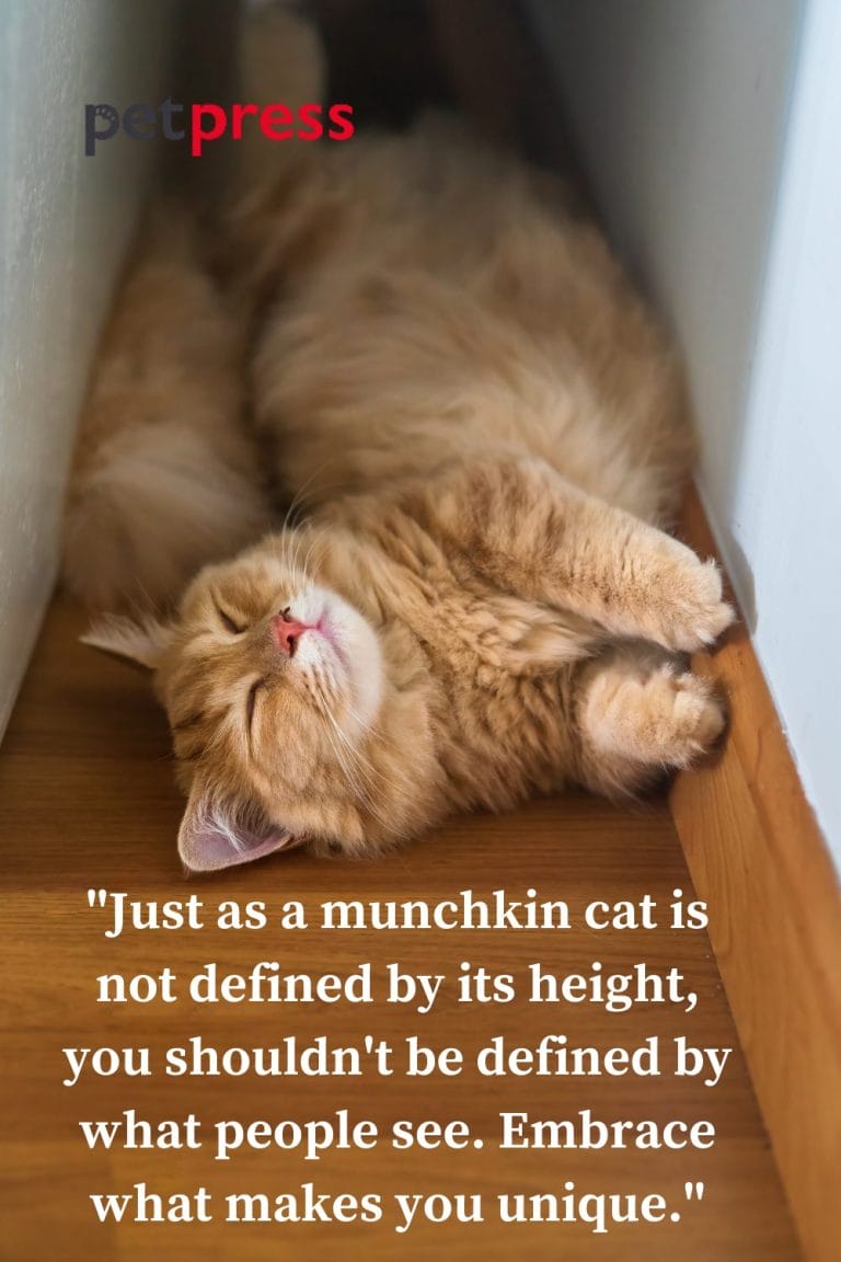 50+ Best Munchkin Cat Quotes That Will Truly Inspire You