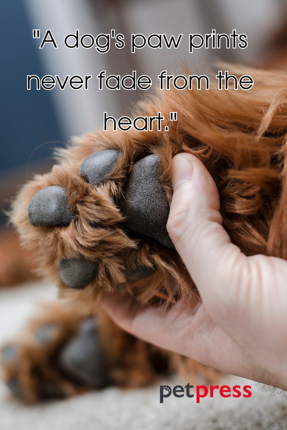 50+ Love Dog Paw Quotes and the Wisdom Embedded Within