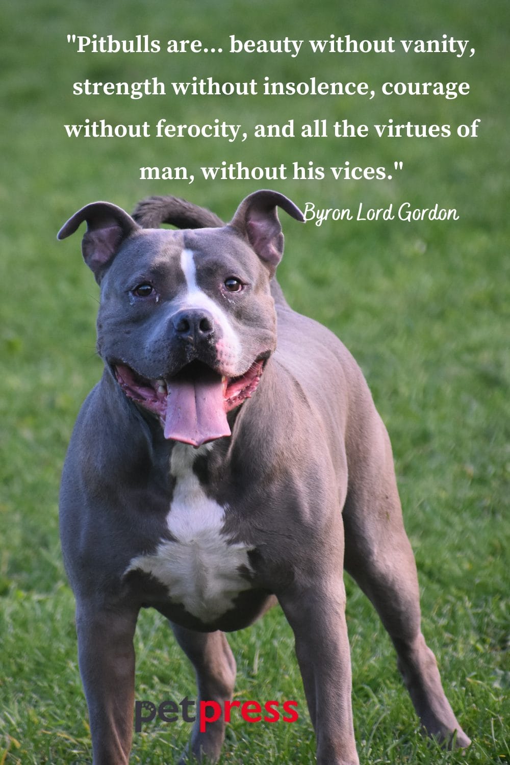 Unleashing Wisdom Top 50 Insightful Pitbull Dog Quotes