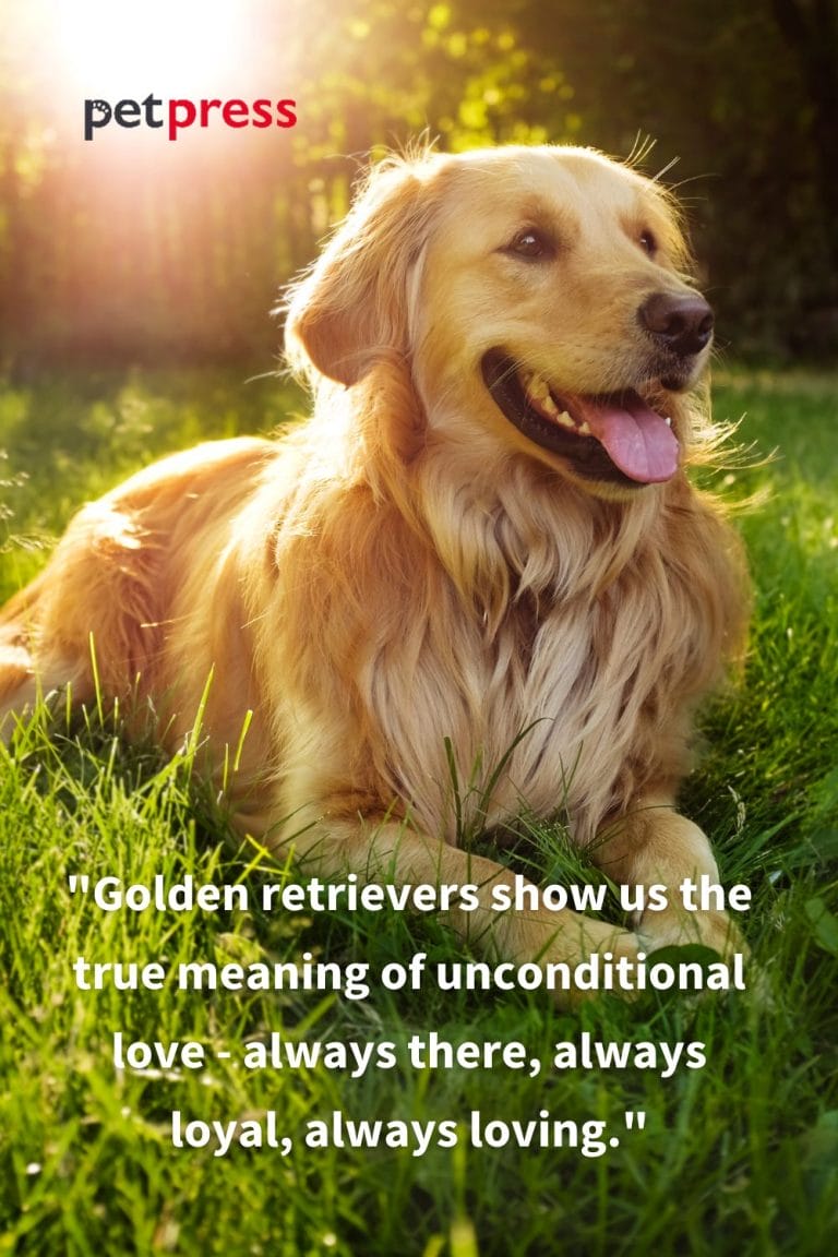 50+ Golden Retriever Dog Quotes That Can Warm Your Heart