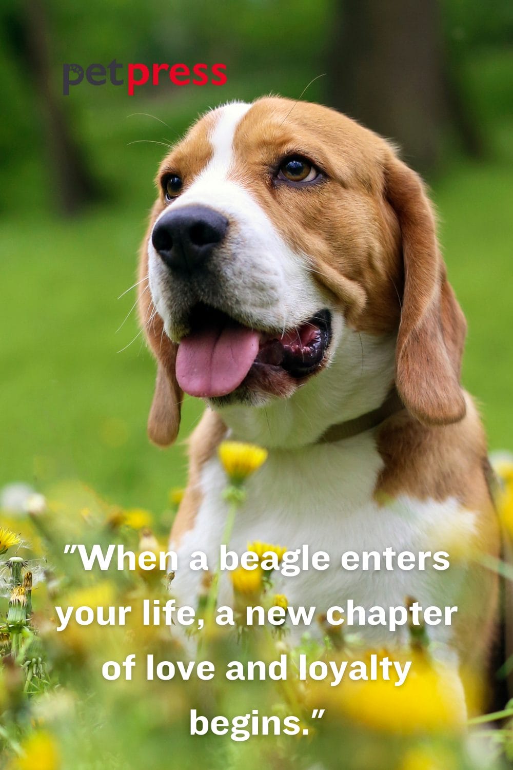 50 Inspiring Beagle Dog Quotes to Enlighten Your Day PetPress