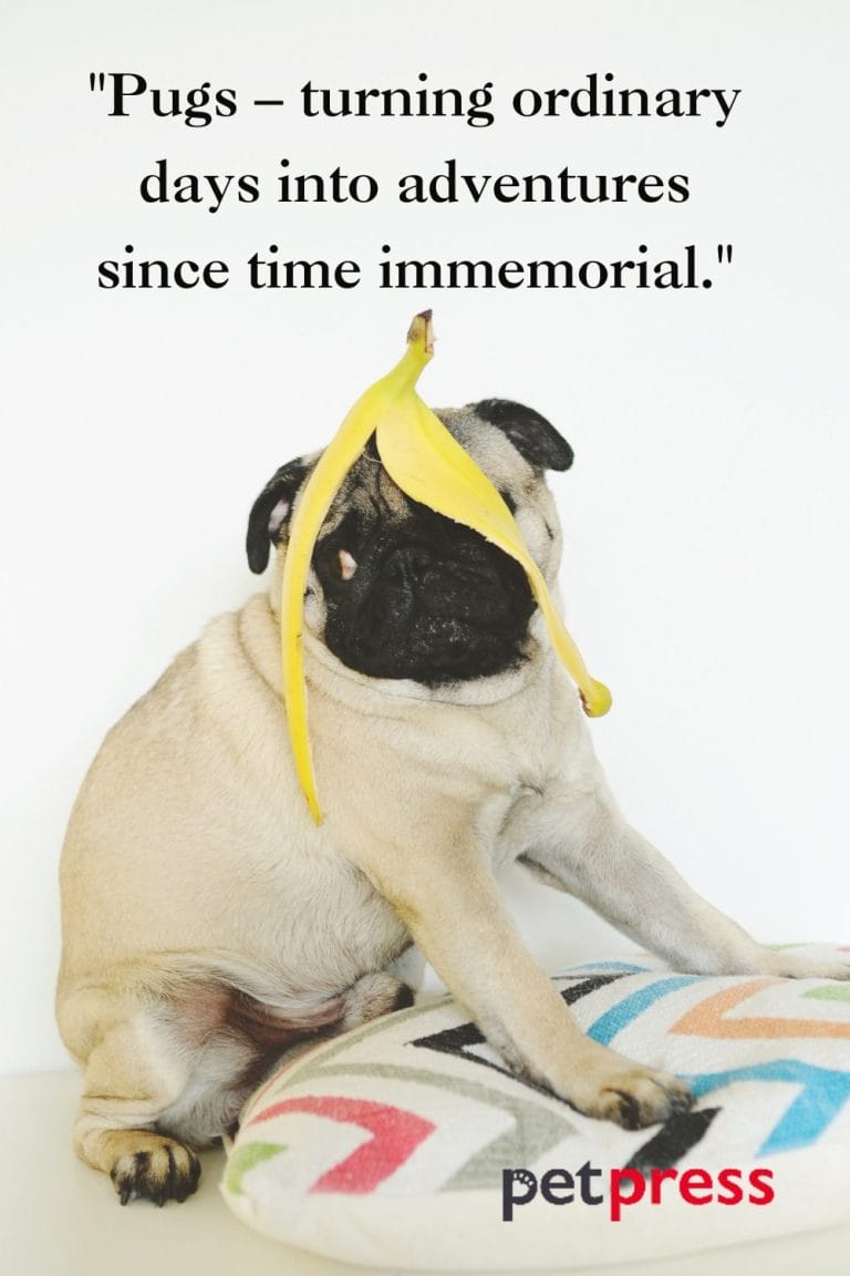 50 Best Pug Dog Quotes That Reflect Their Witty Nature PetPress