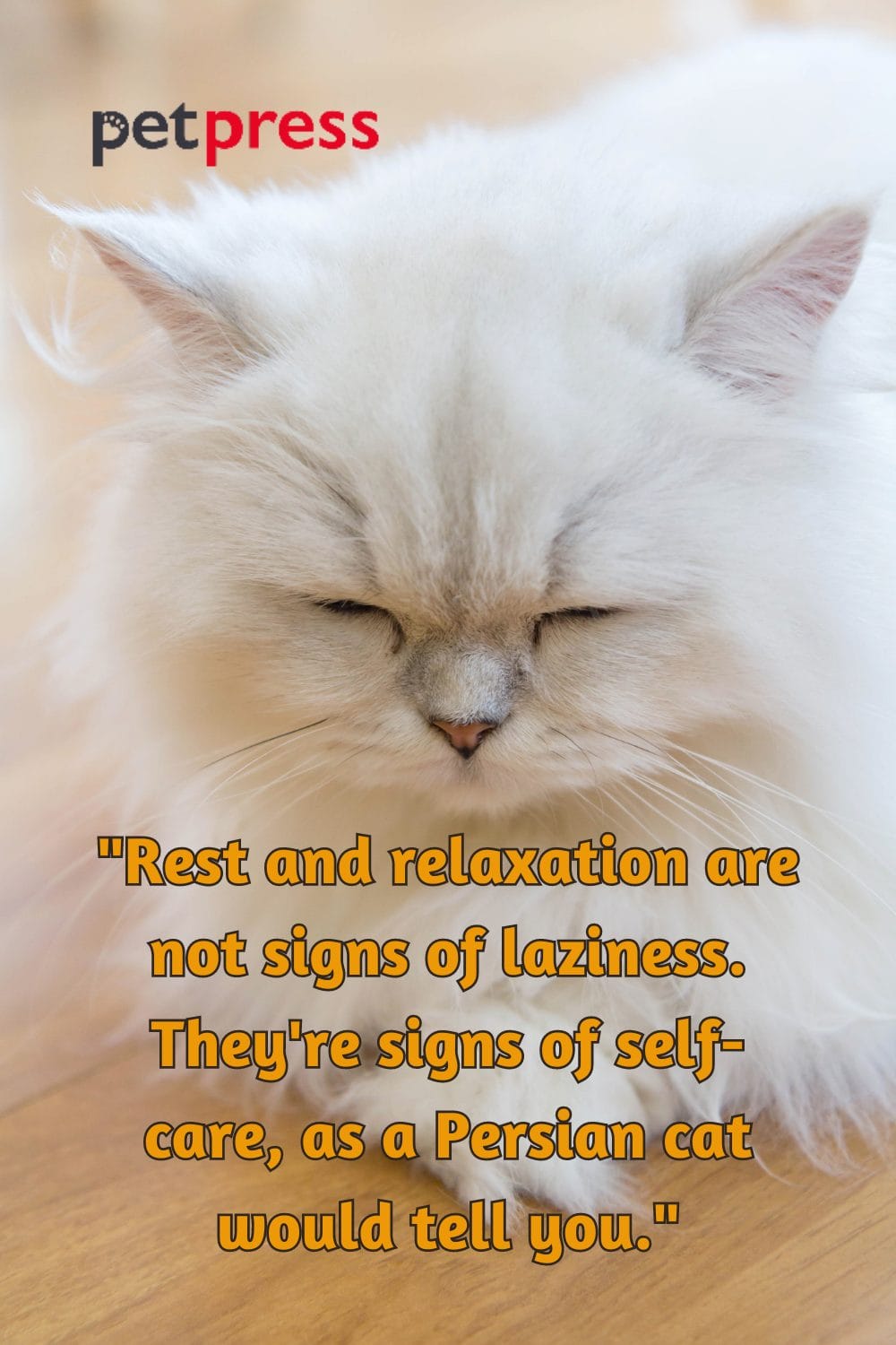 50+ Best Persian Cat Quotes That Inspire SelfCare and Love