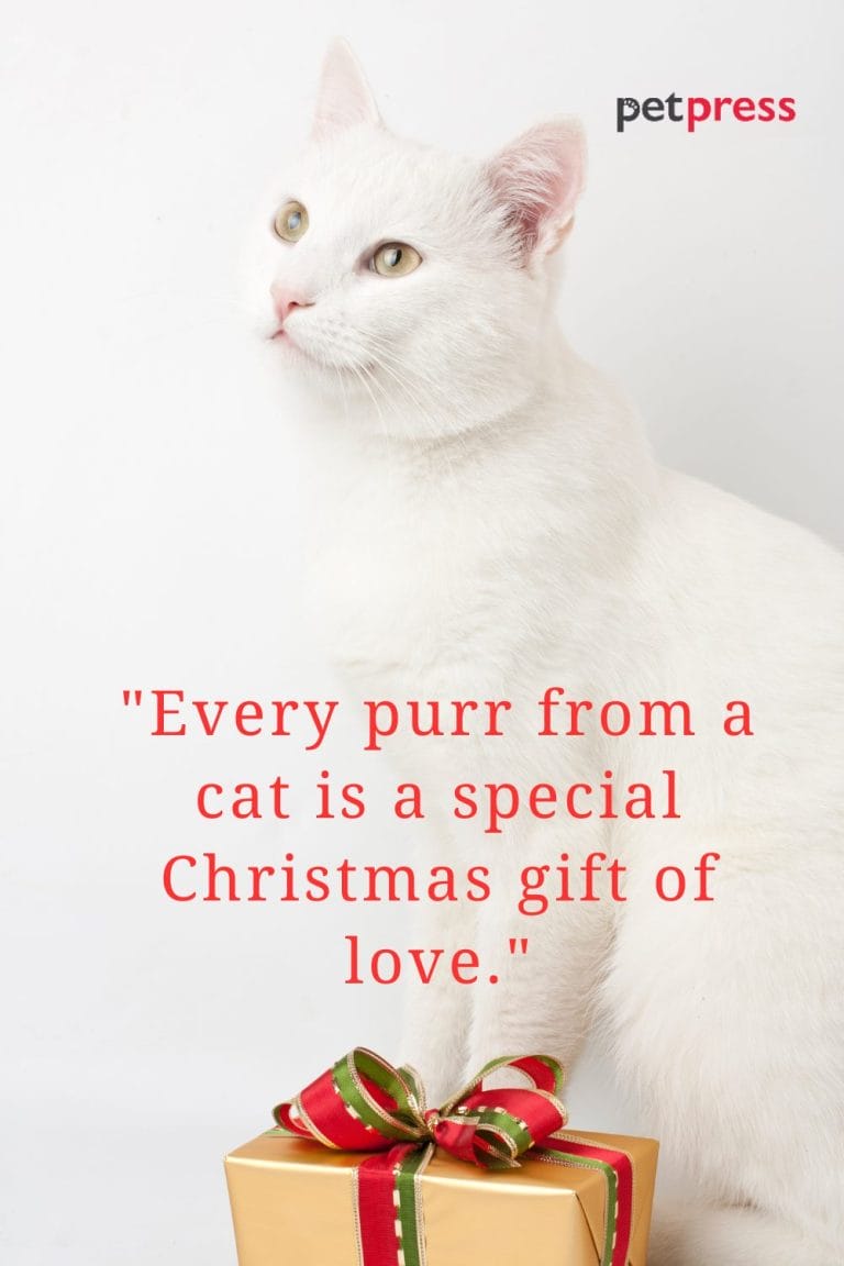 Top 50 Cat Christmas Quotes to Sparkle Your Holiday Spirits