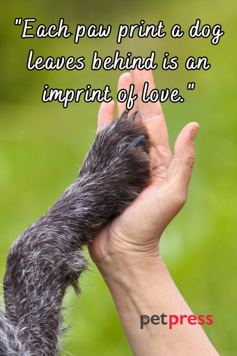 50+ Love Dog Paw Quotes and the Wisdom Embedded Within