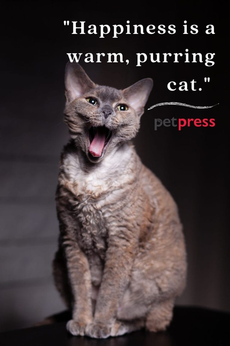 50+ Best Happy Cat Quotes Brimming With Joy and Inspiration