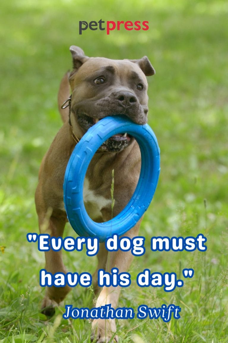 50+ Best Dog Protection Quotes About Loyalty and Love PetPress