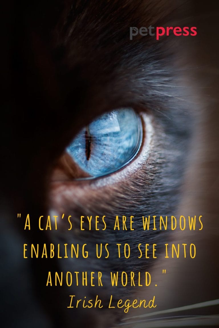 50 Best Spiritual Cat Quotes That Can Spark Your Inner Feline spiritual-cat-quotes-quotesgram