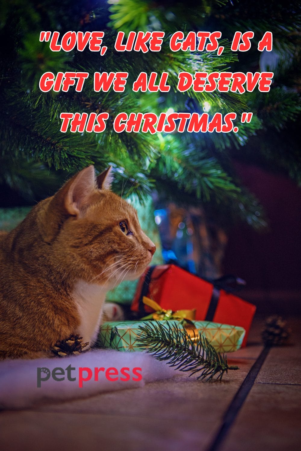 Top 50 Cat Christmas Quotes to Sparkle Your Holiday Spirits
